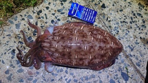 モンゴウイカの釣果