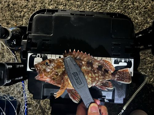 カサゴの釣果