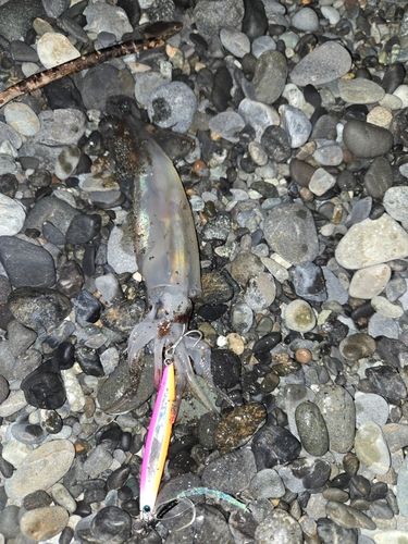スルメイカの釣果