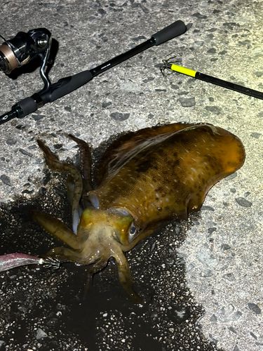 アオリイカの釣果