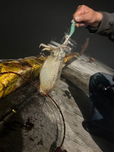 コウイカの釣果