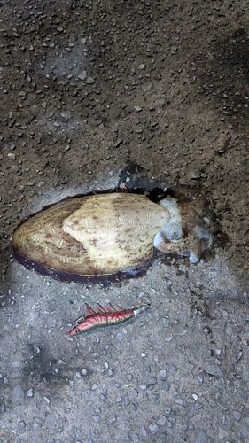 モンゴウイカの釣果