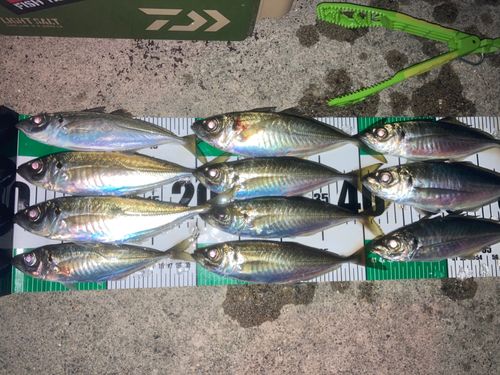 アジの釣果