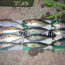 アジ