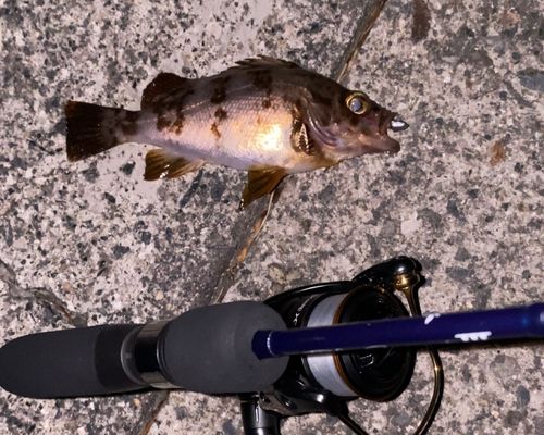 メバルの釣果