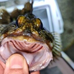 カサゴ