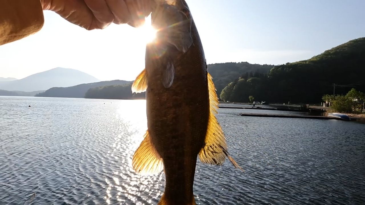 スモールマウスバス