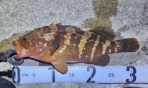 キジハタの釣果