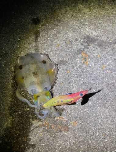 アオリイカの釣果