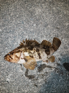 ベッコウゾイの釣果