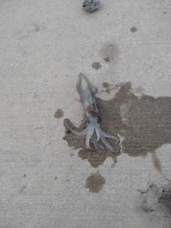 釣果