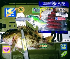 カサゴの釣果