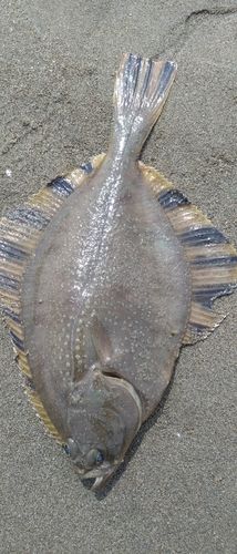 ヌマガレイの釣果