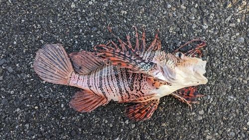 ミノカサゴの釣果