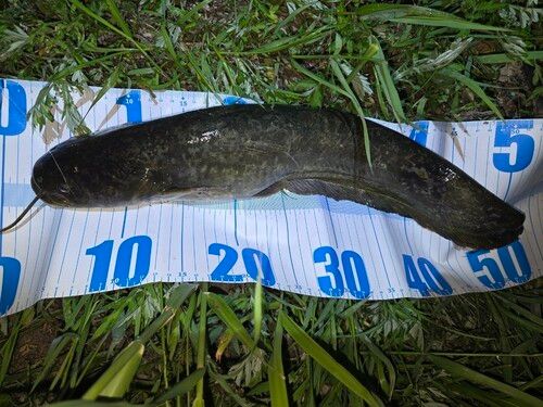ナマズの釣果