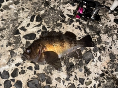 シロメバルの釣果