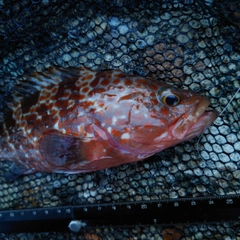 キジハタの釣果