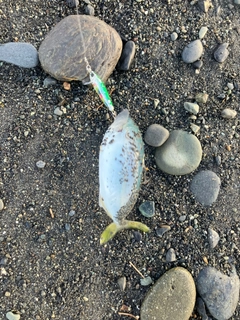 ワカシの釣果