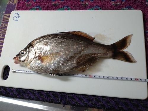 ウミタナゴの釣果