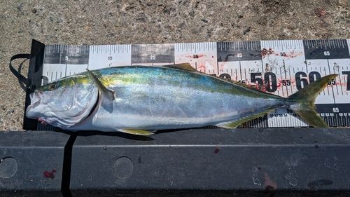 メジロの釣果