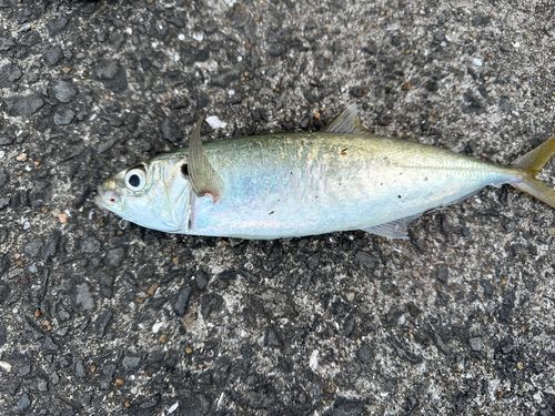マルアジの釣果