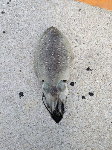 カミナリイカの釣果