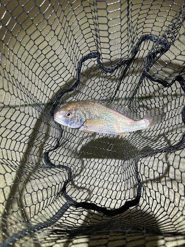 イシモチの釣果