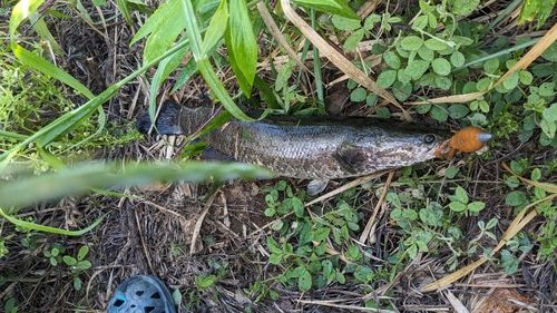 ライギョの釣果