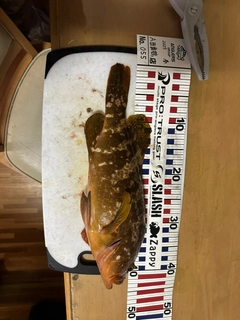 アコウの釣果
