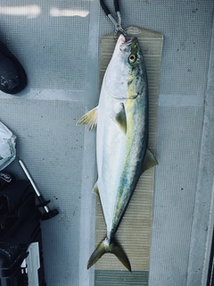 ブリの釣果
