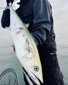 サワラの釣果