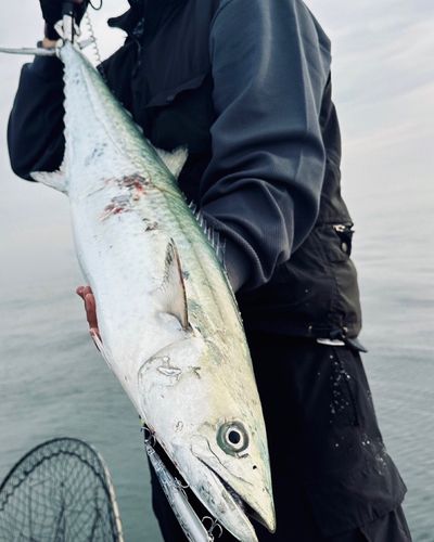 サワラの釣果