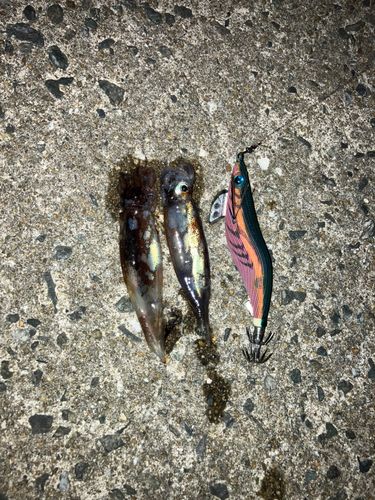 イカの釣果