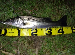 シーバスの釣果