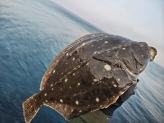 カレイの釣果