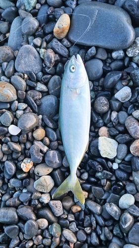 ワカシの釣果