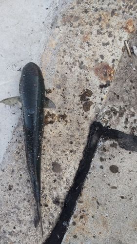 ボラの釣果