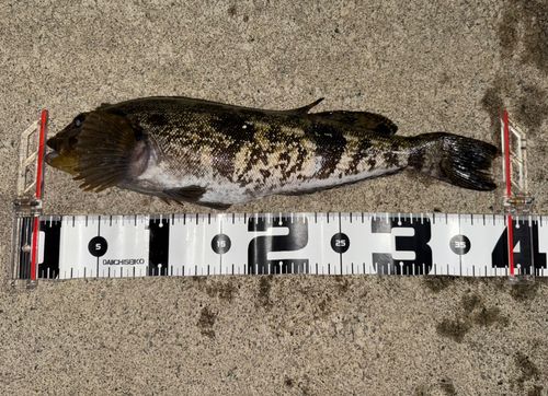 アイナメの釣果
