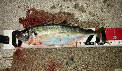 マアジの釣果