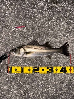 セイゴ(マルスズキ)の釣果