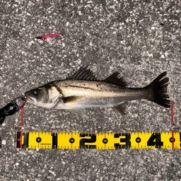 セイゴ（マルスズキ）