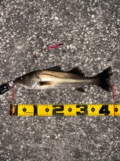 セイゴ(マルスズキ)の釣果