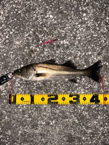 セイゴ（マルスズキ）の釣果