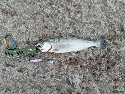 サクラマスの釣果