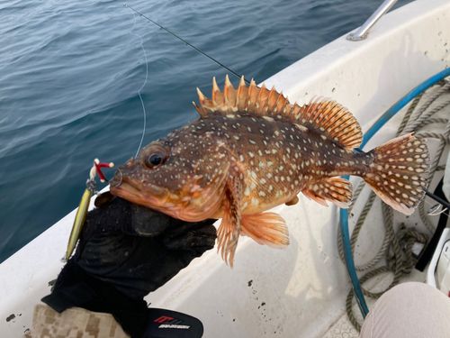 カサゴの釣果