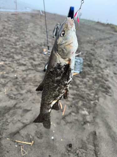 ウグイの釣果