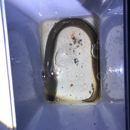ウナギ