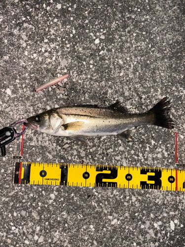 セイゴ（マルスズキ）の釣果