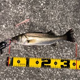 セイゴ（マルスズキ）