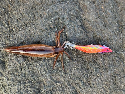ケンサキイカの釣果